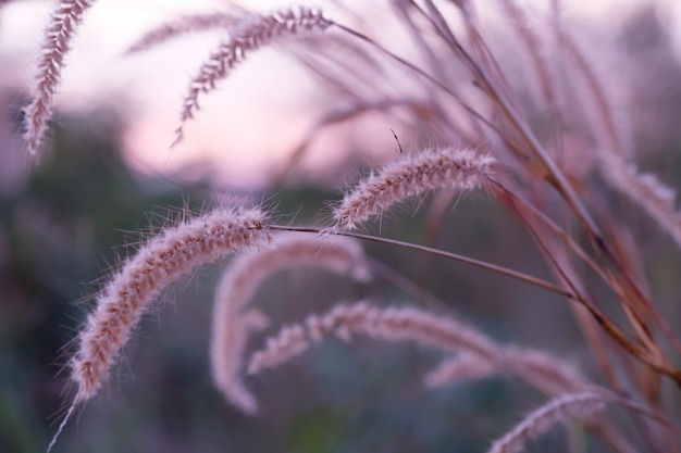 Herbe de fleurs colorées faite avec dégradé pour le fond