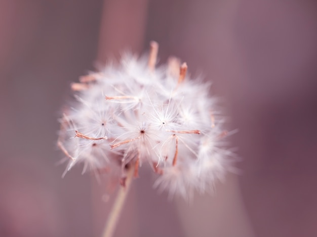 Herbe de fleurs colorées faite avec dégradé pour le fond