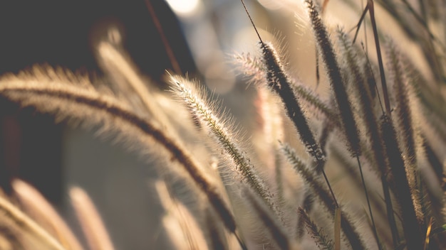 Herbe de fleurs colorées faite avec dégradé pour le fond