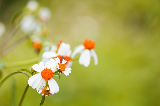 Herbe de fleurs colorées faite avec dégradé pour le fond