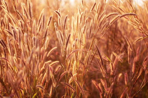 Herbe de fleurs colorées faite avec dégradé pour le fond