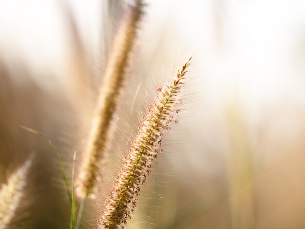 Herbe de fleurs colorées faite avec dégradé pour le fond