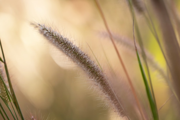 Herbe de fleurs colorées faite avec dégradé pour le fond