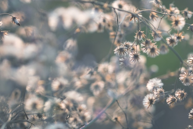 Herbe de fleurs colorées faite avec dégradé pour le fond