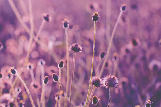 Herbe de fleurs colorées faite avec dégradé pour le fond