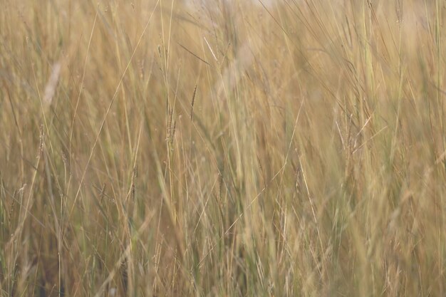 Herbe de fleurs colorées faite avec dégradé pour le fond