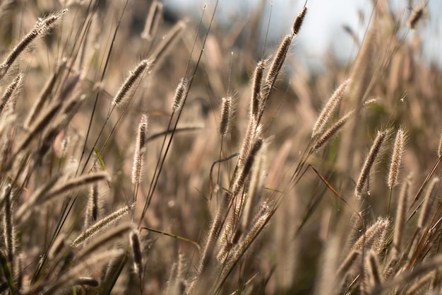 Herbe de fleurs colorées faite avec dégradé pour le fond