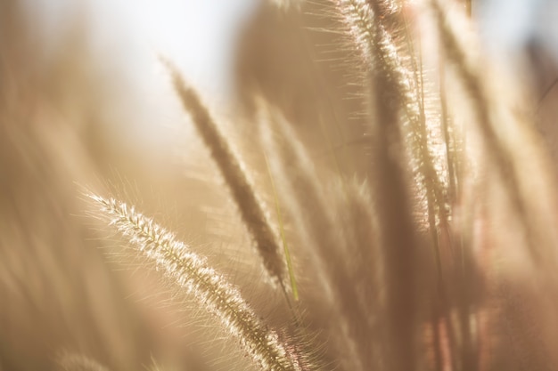 Herbe de fleurs colorées pour le fond