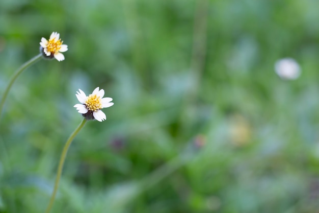 Herbe des fleurs dans la nature avec un arrière-plan flou.