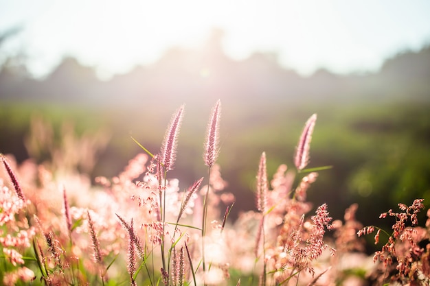 Herbe des fleurs le matin