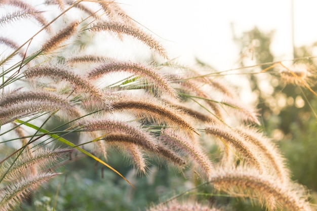 Herbe et fleurs de rosée le matin