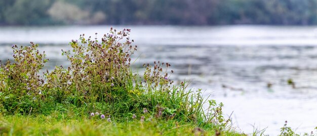 Herbe et fleurs sauvages au bord de la rivière