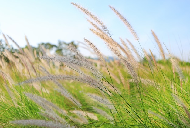 Herbe à fleurs sous le vent en saison d'hiver sur le ciel