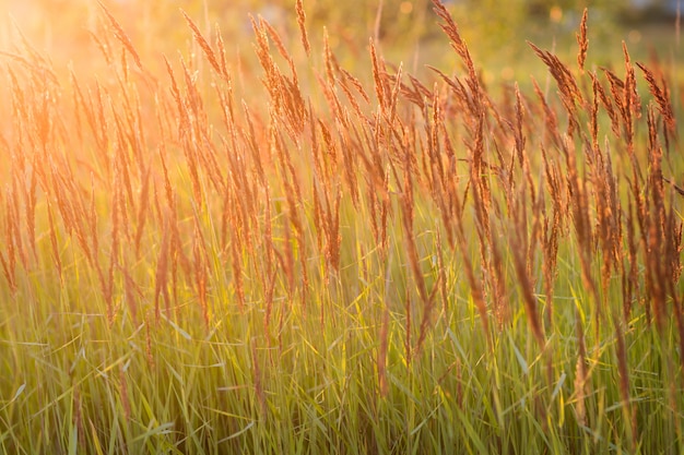 Herbe flou sur le soleil couchant