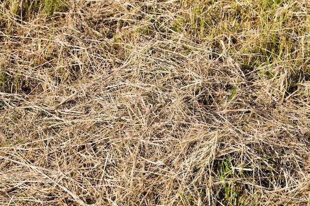 Herbe foncée et jaunie dans la nature, gros plan de plantes