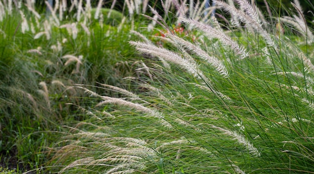 Herbe de fontaine ou pennisetum alopecuroides