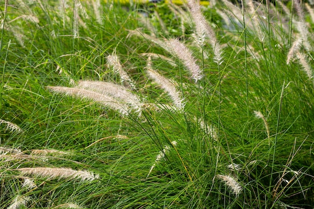 Herbe de fontaine ou pennisetum alopecuroides