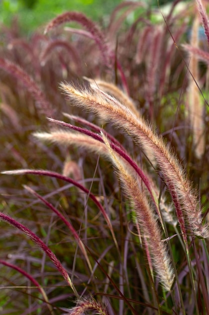 Herbe de fontaine ou pennisetum alopecuroides