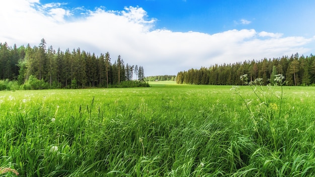 Herbe forestière