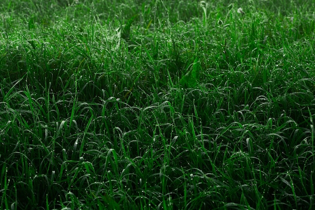 Herbe fraîche et épaisse avec des gouttes d'eau tôt le matin