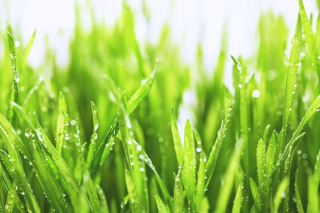 Herbe fraîche avec des gouttes d'eau tôt le matin