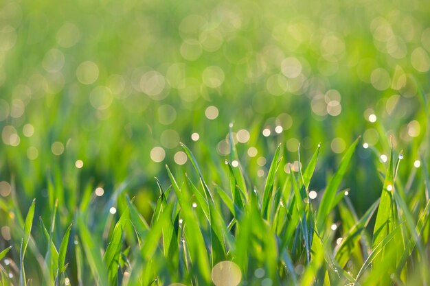 Photo herbe fraîche avec des gouttes de rosée sur fond d'écologie vert clair