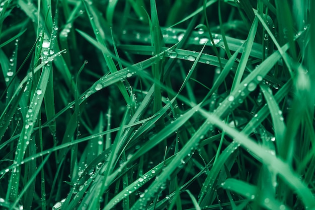 Herbe fraîche avec des gouttes de rosée Gouttes de rosée sur l'herbe verte Copier l'espace vide pour le texte