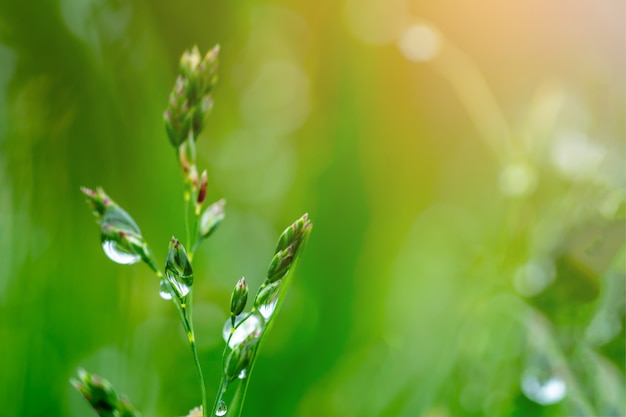 Photo herbe fraîche avec des gouttes de rosée se bouchent