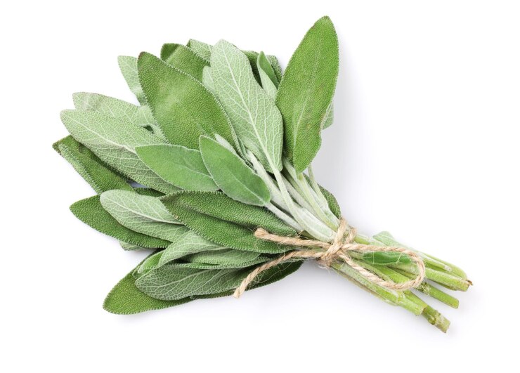 Herbe fraîche de sauge de jardin