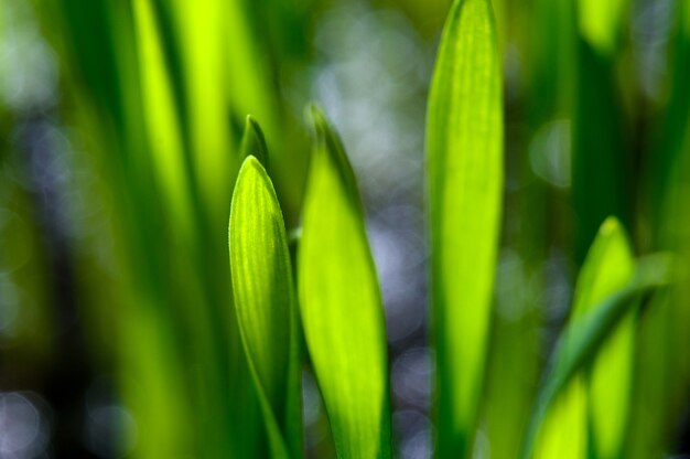 Herbe fraîche et verte sur fond noir. fermer.