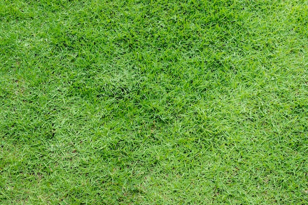 Herbe fraîche verte formant la texture et l'arrière-plan