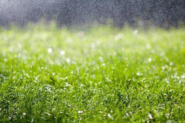 Herbe fraîche verte avec des gouttes d'eau de pluie tombant le matin