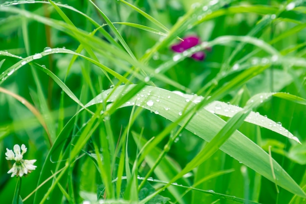 Herbe fraîche verte sur le terrain close-up
