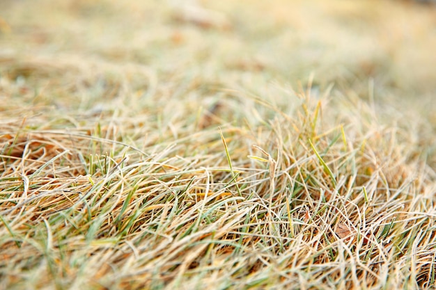 Herbe gelée bouchent Fond naturel