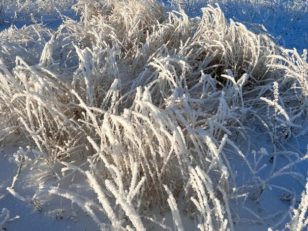 Photo herbe gelée et gelée sur le terrain en hiver
