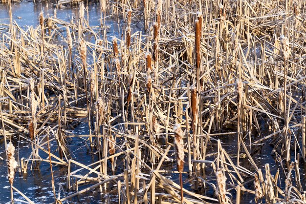herbe gelée sur le lac en hiver, herbe sèche et roseaux en hiver sur le territoire du lac ou de la rivière