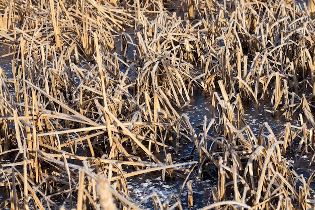 Herbe gelée sur le lac en hiver