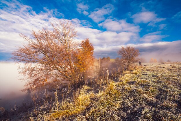 L'herbe gelée recouverte de givre blanc sur fond de beau ciel bleu et de brouillard blanc moelleux