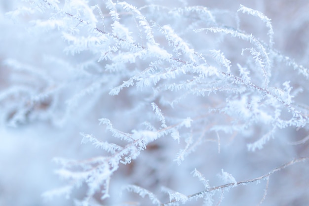 Photo herbe givrée. hiver.