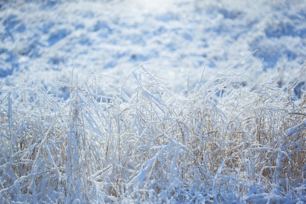 Herbe glacée forte avec des cristaux de glace