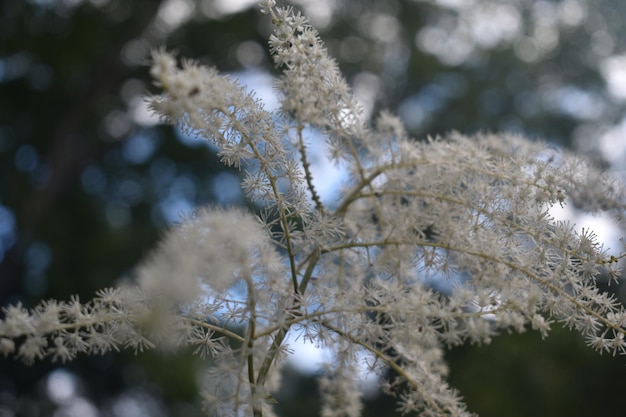 Herbe avec des glands pelucheux blancs