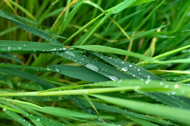 Herbe avec des gouttes d'eau