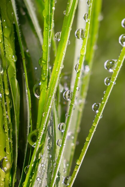 Herbe avec des gouttes de pluie, été sur la nature