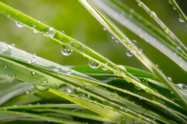 Herbe avec des gouttes de pluie, été sur la nature