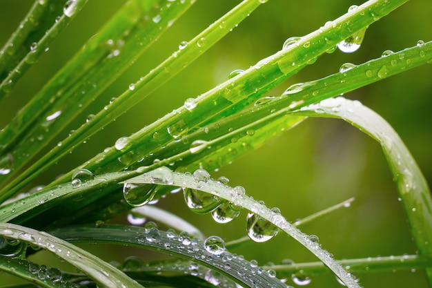 Herbe avec des gouttes de pluie, été sur la nature