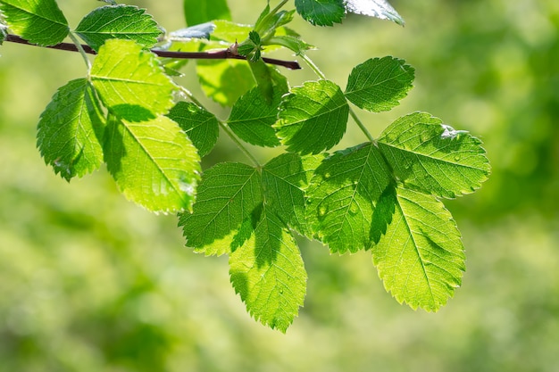 Herbe avec des gouttes de pluie, été sur la nature