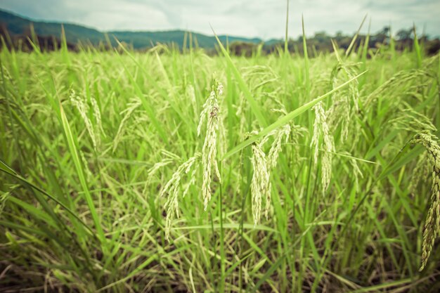 herbe haute avec paysage vert et effet vintage.