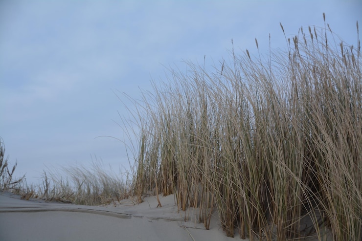 Photo l'herbe haute sur la plage