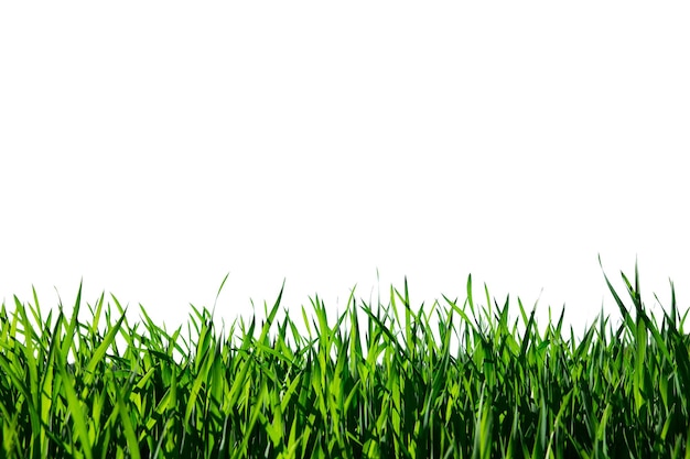 Herbe isolé sur fond blanc