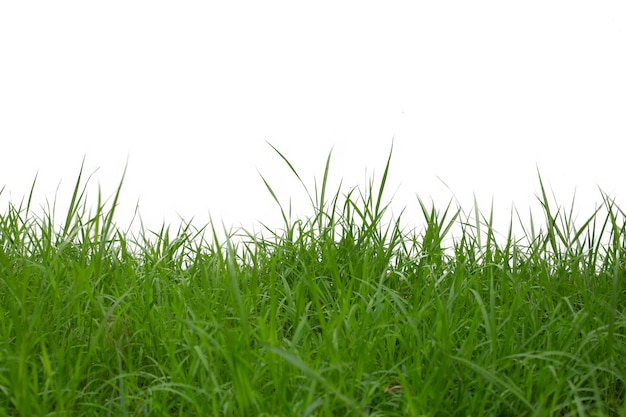 Photo herbe isolé sur fond blanc.